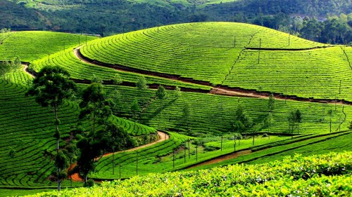 Kerala Tour Package